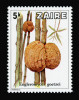 Stébla bambusu s velkými kulovitými stromaty vreckovýtrusné houby Engleromyces goetzei, která se využívá v tradicní africké medicíne. Zair 1979. Snímek z archivu A. Novákové