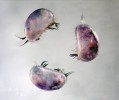 Scottia pseudobrowniana (velikost 0,75–0,83 mm) patří mezi nejhojnější  lasturnatky na minerálně bohatých  prameništích. Foto D. Výravský