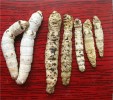 Zdravé a nosemou Nosema bombycis nakažené housenky bource morušového (Bombyx mori). Černé skvrny v pokožce housenky (nemoc pepřovka, pébrine) jsou výsledkem imunitní reakce housenky proti parazitovi. Foto:  silkpathdb.swu.edu.cn, se svolením