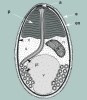 Schéma ultrastruktury spory mikrosporidií. Spora je stavěna jako tlaková nádoba s dvojitým obalem (en – chitinový obal, e – proteinový obal), obsahujícím následné buněčné elementy:  c – cytoplazmu a její plazmatickou  membránu, s – cytoplazmu s ribozomy, n – jádro, p – membránovou „harmoniku“ (těsně nahloučené lamely, polaroplast), pt – dlouhé a částečně svinuté vlákno  se složitou strukturou, a – vlákno je upevněno ve špičce spory hřibovitou koncovkou, v – vakuolární prostor v zadní části spory. Upraveno podle: J. Lom a I. Dyková (1992), orig. M. Chumchalová