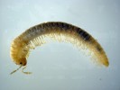 Západokarpatský endemit hrbule Hylebainosoma tatranum (Chordeuma­tida, samec, délka těla 8 mm).  V Západních Tatrách vystupuje tento druh vysoko nad hranici lesa až do zóny alpínských trávníků. Foto A. Mock
