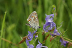 Samec modráska pumpavového (Aricia artaxerxes) z Vyšenských kopců. Foto Z. Hanč