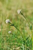 Společně s prstnatcem májovým se na Sedlčansku velmi často vyskytuje kozlík dvoudomý (Valeriana dioica). Foto J. Malíček