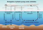 Koloběh uhlíku v oceánech zahrnuje rozpouštění plynného oxidu uhličitého, který se následně transformuje a v různých anorganických a organických formách se může ukládat i na dně, odkud je zase mobilizován. Převzato z Wikimedia Commons v souladu s podmínkami použití