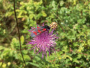 Vřetenuška obecná (Zygaena filipendulae) se na kulturních loukách v Polabí při studiu vlivu počasí na aktivitu  denních motýlů vyskytovala spíše  sporadicky. Foto P. Rada