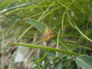 Zavíječ Pyrausta castalis přežívá v širší oblasti Karlického údolí. Jeho vývoj probíhá na mateřídouškách (Thymus). Foto J. Liška