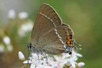 Ostruháčka trnkového (Satyrium spini), který se ale vyvíjí na řešetláku počistivém (Rhamnus cathartica), lze v Českém krasu pozorovat dosud pravidelně. Vyskytuje se však spíše jednotlivě a často na hůře přístupných místech, jako jsou svažité skalnaté výchozy a podobná stanoviště. Foto P. Heřman 