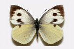 Samice endemického běláska Madeiry Pieris wollastoni, který pravděpodobně vyhynul. Foto M. Wiemers