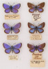Vyhynulý endemický poddruh modráska černolemého – Plebejus argus masseyi, samci (levý sloupec) a samice (pravý sloupec). Foto J. Mitchell, Eastleigh