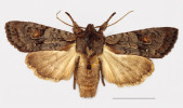 Příklad vyhynulých endemických poddruhů z Britských  ostrovů. Měřítko ukazuje 1 cm. Dřevobarvec Lithophane  furcifera suffusa, jižní Wales. Snímek poskytnut ze sbírek Natural History Museum, Londýn