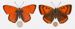 Nominotypický poddruh ohniváčka  černočárného (Lycaena dispar dispar), samec (vlevo) a samice. Foto J. Mitchell