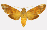 Holotyp nezvěstného lišaje Nephele leighi (samice) z Mahé. Foto ze sbírek Natural History Museum, Londýn