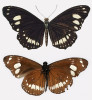 Nezvěstný danaus Euploea eleutho z Mariánských ostrovů. Vyobrazení líců křídel (nahoře) z knihy Voyage autour  du monde..., 3. část (1824), a snímek spodní strany křídel poskytnutý  University of Guam