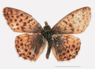 Holotyp poddruhu perleťovce  vysokohorského (Boloria pales yangi) popsaný z Tchaj-wanu. Měřítko 1 cm. Foto ze sbírek National Museum  of Natural Science, Taiwan