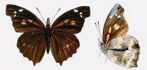 Pravděpodobně vyhynulý madagaskarský cípatec Libythea ancoata.  Vyobrazení z díla Henry Grose-Smitha Rhopalocera exotica (1897)