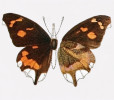 Vyhynulý cípatec Libythea cinyras z Mauricia. Ilustrace typového exempláře  z práce Nevila Manderse The butterflies of Mauritius and Bourbon publikované  v Transactions of the Entomological Society of London (1908, imprint 1907)