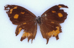 Holotyp mauricijského cípatce Libythea cinyras uložený v Natural History Museum, Londýn. Fotografii poskytl Akito Y. Kawahara.