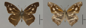 Cípatec Libythea labdaca, Kongo. Foto Allie Stone, ze sbírek Field Museum of Natural History, Chicago.
