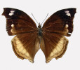 Vyhynulá mauricijská babočka  Salamis augustina vinsoni.  Foto R. Rougerie, ze sbírek Muséum  national d’Histoire naturelle, Paříž