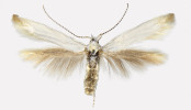 Pouzdrovníček Coleophora leucochrysella, samice. Meadow Gap,  Huntington, Pensylvánie, 21. června 1993, z chovu. Foto: J.-F. Landry,  ze sbírky D. Wagnera