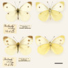 Dokladové exempláře běláska jižního (Pieris mannii) ze Svatého kopečku u Mikulova, kde jej objevil D. Povolný. Nahoře samec, dole samice, vpravo pohled na spodní stranu motýlů. Měřítko 1 cm. Jde o jedince druhé generace, jejichž fenotyp odpovídá nominotypickému poddruhu P. mannii mannii. Exempláře jsou uloženy v Moravském zemském muzeu, fotografie L. Kubíčková.