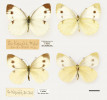 Exempláře běláska jižního (Pieris mannii) ze Svatého kopečku u Mikulova objevené ve sbírce E. Hachlera v Moravském zemském muzeu (materiál revidoval O. Jakeš). Nahoře samec, dole samice, vpravo pohled na spodní stranu motýlů. Jde rovněž o jedince druhé generace, jejichž fenotyp odpovídá nominotypickému poddruhu P. mannii mannii. Fotografie L. Kubíčková