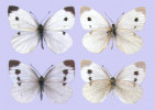 Severoafrický poddruh běláska jižního (Pieris mannii haroldi), který se vyskytoval ve Středním Atlasu a pravděpodobně vyhynul již v 70. letech 20. století. Jde o jeho největší poddruh s průměrným rozpětím samců 45 mm a samic 44 mm. Nahoře samec (paratyp, sedlo Taghzeft, Střední Atlas, 6 500 ft, 6. července 1950, leg. Wyatt), dole samice (Région de Taghzeft, 7.–9. srpna 1923, leg. Powell), vpravo pohled na spodní stranu motýlů. Samec ve sbírkách Zoologische Staatssammlung München, samice ve sbírkách Zoologisches Forschungsmuseum Alexander Koenig. Fotografie poskytl H. Ziegler.