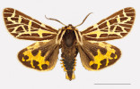 Přástevník Apantesis edwardsii,  San Francisco, 1913. Foto C. C. Grinter, Denver  Museum of Nature and Science
