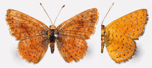 Holotyp pestrobarvce Calephelis freemani, samec, 12 mil severozápadně od Alpine, Texas, 5. června 1942. Foto N. Grishin, National Museum of Natural History