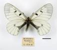 Parnassius mnemosyne bohemien, samec, Neuhütten (Nová Huť pod Nižborem), 20. května 1933, O. Holik. Sbírky Národního muzea v Praze. Foto O. Kaman