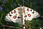 Jasoň červenooký (Parnassius apollo) je geograficky variabilní druh vytvářející morfologicky vyhraněné  populace, tradičně považované za poddruhy. Unikátní populace se vyskytovaly v Čechách, na Moravě i ve Slezsku, avšak zanikly včetně původního jasoně z Kotouče u Štramberku a okolí (P. a. strambergensis). V celé Evropě vyhynulo několik  desítek poddruhů  a „lokálních forem“  tohoto motýla, kterého ohrožuje především  zarůstání a zalesňování stanovišť i kolaps  malých populací. Vyobrazen je kopulující pár poddruhu P. a. transiliensis, Těrský Alatau, 11. července 2007.  Foto O. Kaman