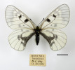 Parnassius mnemosyne bohemien, netypická forma samice, Neuhütten (Nová Huť pod Nižborem), 24. května 1920, O. Holik. Sbírky Národního muzea v Praze. Foto O. Kaman