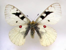 Samec jasoně červenookého (Parnassius apollo) – mutace Zorro, kterou popsali Henri Descimon a Jean-Pierre Vesco.
