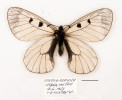Poddruh jasoně dymnivkového P. mnemosyne silesiacus, samec. Svoboda nad Úpou, 18. 6. 1954, V. B. Poláček, lgt. Ve sbírkách Oblastního muzea Praha-východ v Brandýse nad Labem. Foto O. Kaman