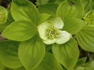 V chráněných a stinných úžlabinách karů vystupují nad hranici lesa druhy podrostu křivolesa, jako jsou dříneček kanadský (Cornus canadensis). Foto T. Kučera