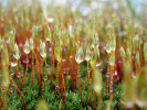 Prameniště a tající sněhová pole pokrývá vegetace s ploníkem tuhým (Polytrichum strictum, zde) a nizoučkou vrbou bylinnou (Salix herbacea, následující obrázek). Foto T. Kučera
