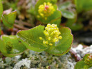 Prameniště a tající sněhová pole pokrývá vegetace s ploníkem tuhým (Polytrichum strictum, předchozí obrázek) a nizoučkou vrbou bylinnou (Salix herbacea, zde). Foto T. Kučera