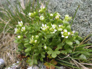 Lomikámen Saxifraga rivularis – arktoalpínský obtočnový druh, v Evropě ho najdeme i ve Skandinávii, kde má výškové maximum ve sněžných polích pod vrcholem nejvyšší hory Galdhøpiggen. Foto T. Kučera