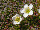 Smutečka laponská (Diapensia lapponica) roste na vyfoukávaných plošinách s minimální sněhovou pokrývkou v zimě a mělkými  obnažovanými půdami. Mount Washington (1 917 m n. m.),  New Hampshire (USA). Jde o její nejjižnější výskyt v Severní Americe,  dále obkružuje Arktidu, v Evropě roste v horách Skandinávie, na Islandu a ojediněle v severo­západním Skotsku. Foto T. Kučera