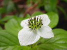 V chráněných a stinných úžlabinách karů vystupují druhy lesního podrostu nad hranici lesa, jako je dříneček kanadský (Cornus canadensis). Foto T. Kučera