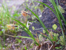 Alpínské trávníky na vyfoukávaných polohách tvoří sítina trojklaná (Juncus trifidus), ostřice Bigelowova (Carex bigelowii, na obr.), metlička křivolaká (Avenella flexuosa) a některé další druhy, které známe i ze střední Evropy. Foto T. Kučera
