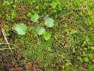 Prameniště hostí např. endemický kuklík Geum peckii, blízký našemu k. horskému (G. montanum). Foto T. Kučera