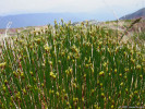 Prameniště hostí suchopýrek trsnatý (Trichophorum caespitosum, na obr.), hadí kořen živorodý (Bistorta vivipara), endemický kuklík Geum peckii (blízký našemu k. horskému – G. montanum) a kýchavici zelenou (Veratrum viride). Foto T. Kučera