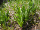 Prameniště hostí též kýchavici zelenou (Veratrum viride). Foto T. Kučera