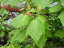 V chráněnějších polohách vystupuje z nižších nadmořských výšek např. javor klasnatý (Acer spicatum). Foto T. Kučera