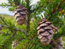 Smrk černý (Picea mariana) má menší šišky dlouhé do 3 cm a tvoří horní hranici lesa, nicméně roste i v nižších polohách, kde štíhlá koruna dosahuje výšky několika metrů, v celé boreální části Severní Ameriky. Foto T. Kučera