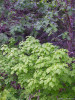 Z nižších poloh vystupuje např. javor červený (Acer rubrum), na fotografii s jeřábem americkým (Sorbus americana). Foto T. Kučera
