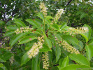 Z nižších poloh vystupuje např. střemcha pozdní (Prunus serotina). Foto T. Kučera