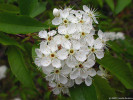 Z nižších poloh vystupují také např. slivoň pensylvánská (Prunus pensylvanica, na obr.) nebo bříza papírovitá (Betula papyrifera var. cordifolia). Foto T. Kučera