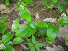 Z druhů vystupujících z nižších poloh se v podrostu objevují šťavel kyselý (Oxalis acetosella), pstroček Maianthemum canadense (na obr.) nebo trojčetka Trilium undulatum. Foto T. Kučera